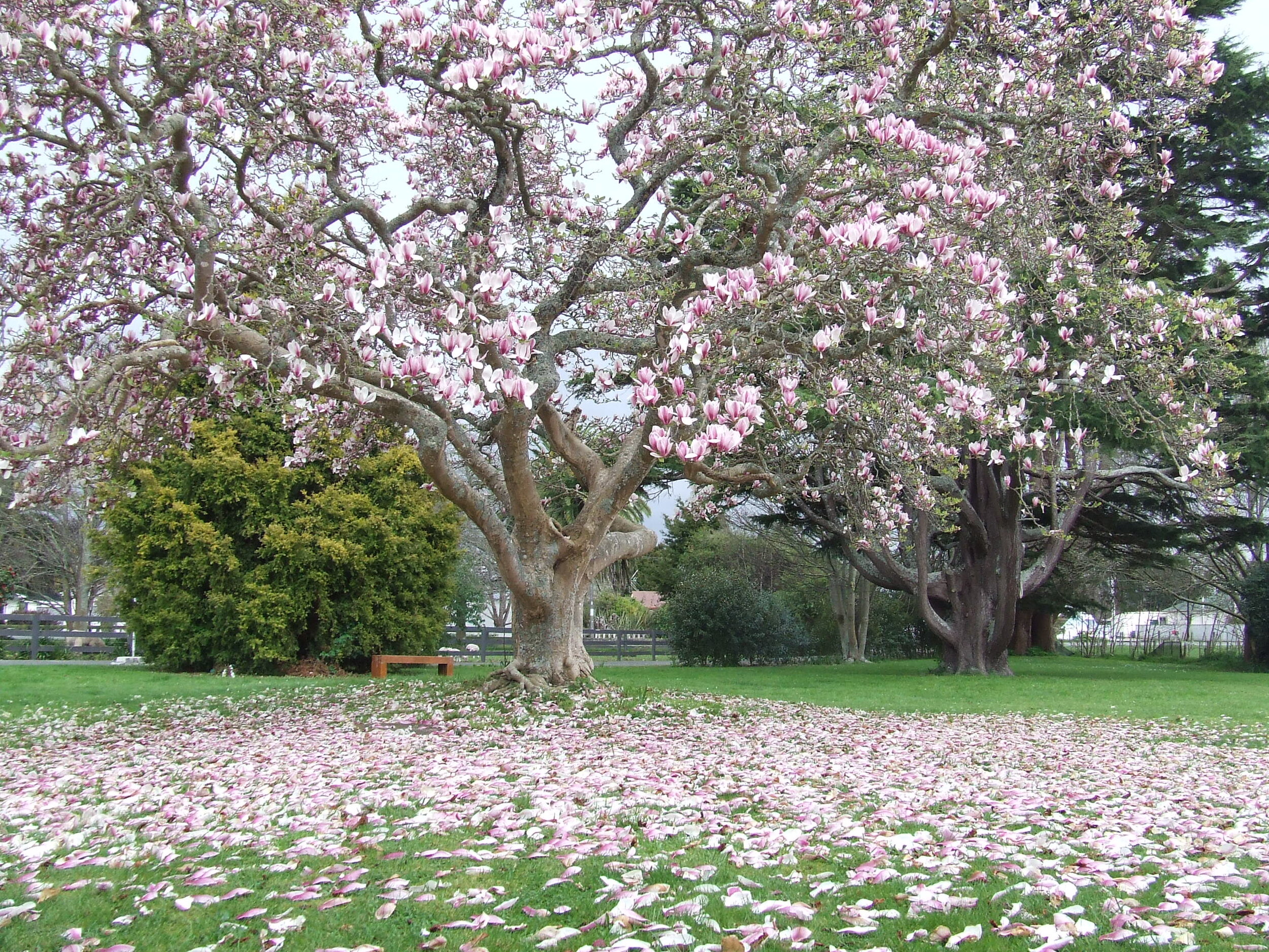 DSCF0265.JPG